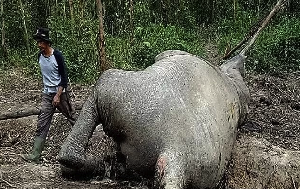 Lagi, Gajah Sumatera Ditemukan Mati di Riau